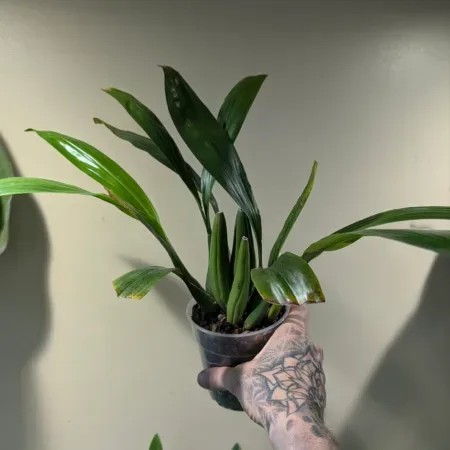 Coelogyne Bird In Flight