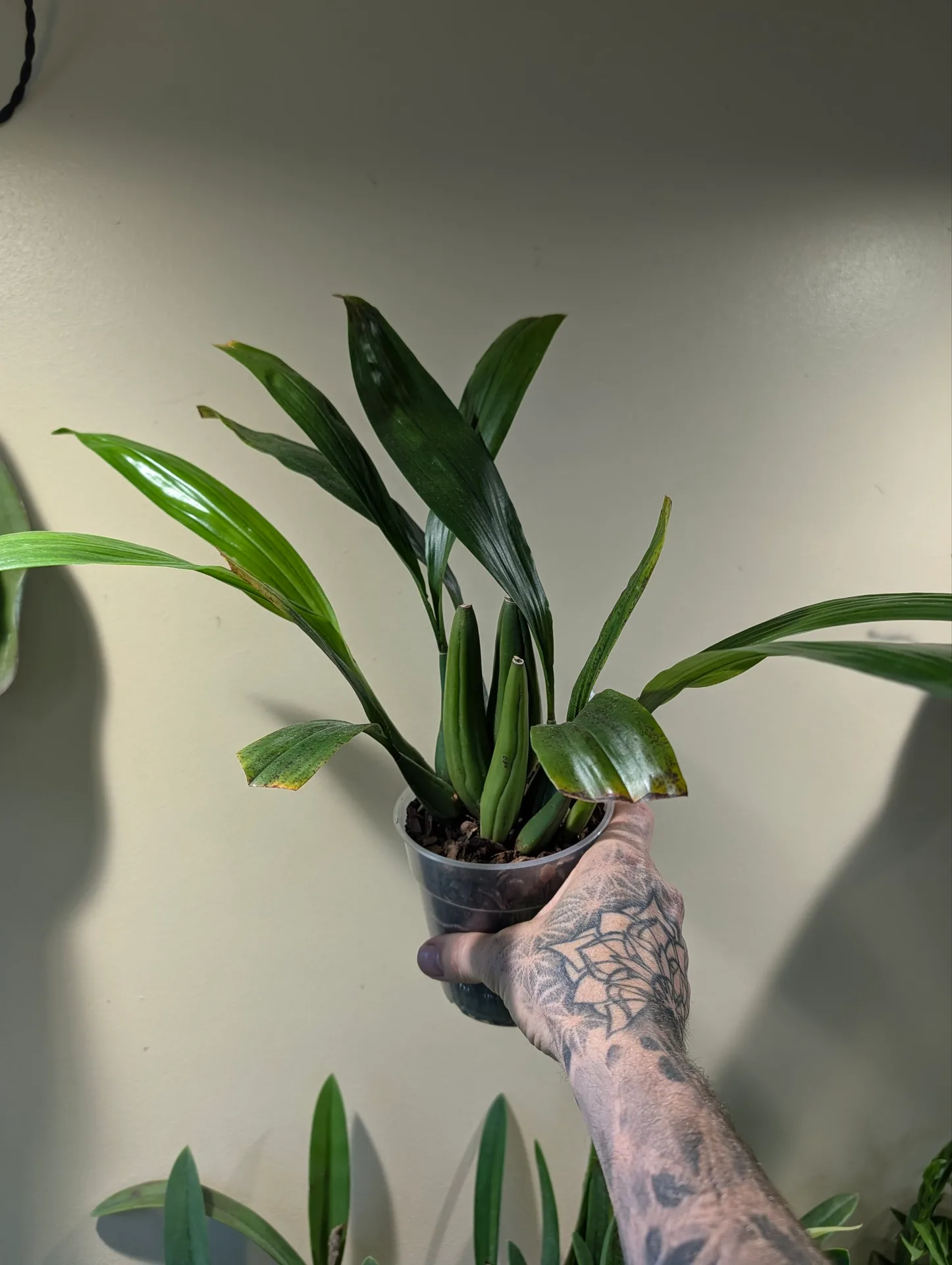 Coelogyne Bird In Flight