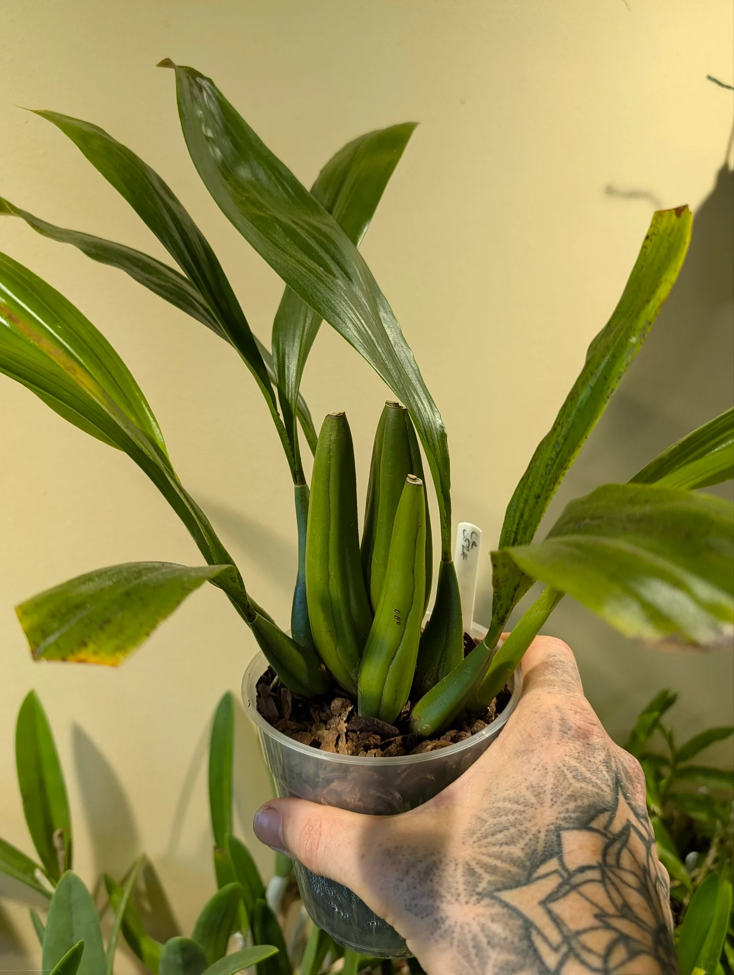 Coelogyne Bird In Flight - Image 3