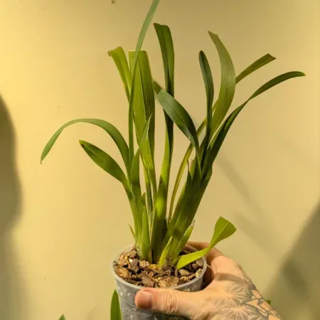 Brassia (Ada) aurantiaca