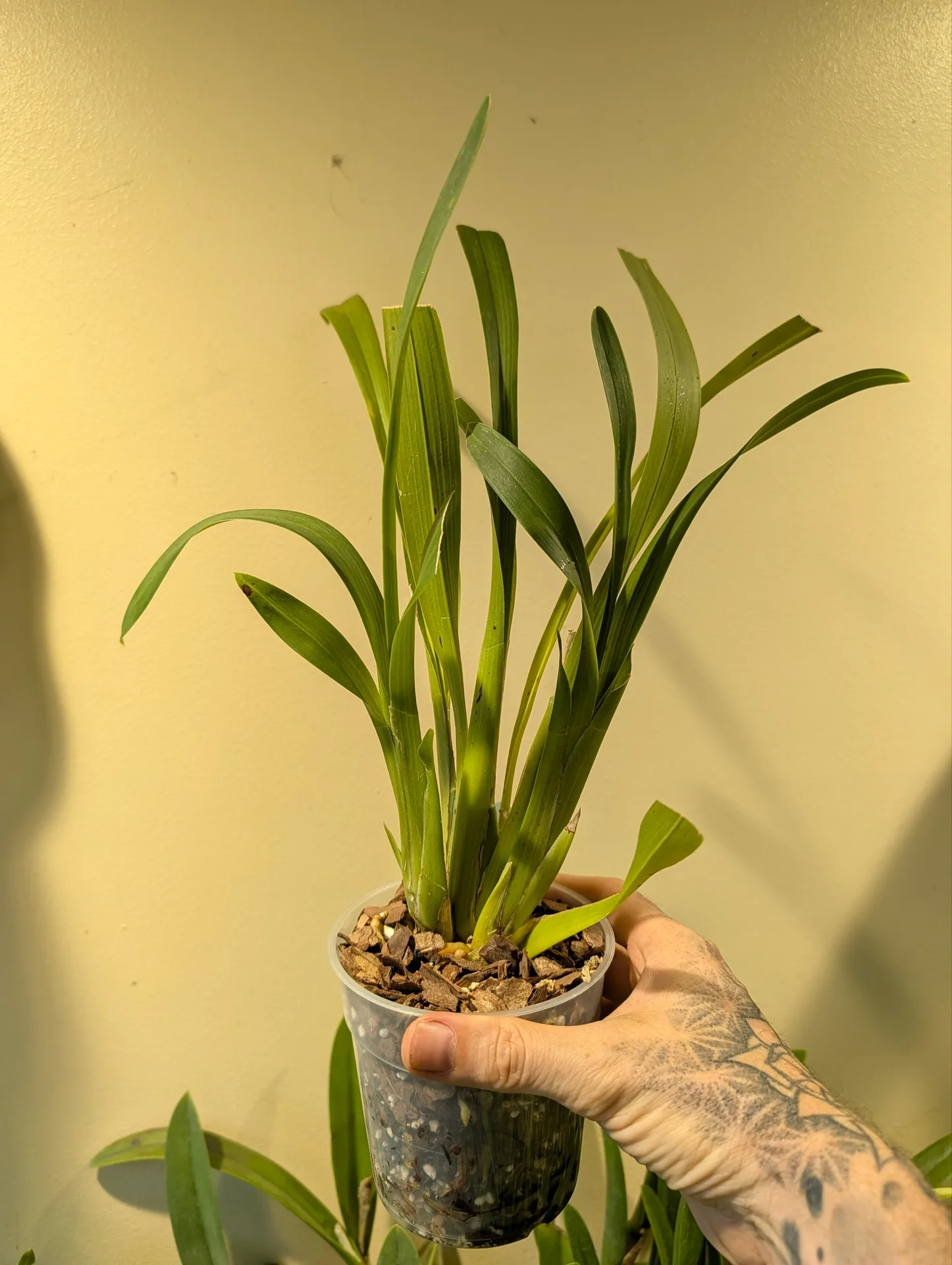 Brassia (Ada) aurantiaca