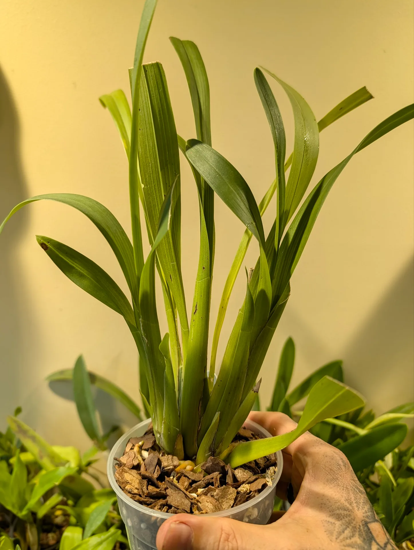 Brassia (Ada) aurantiaca - Image 3