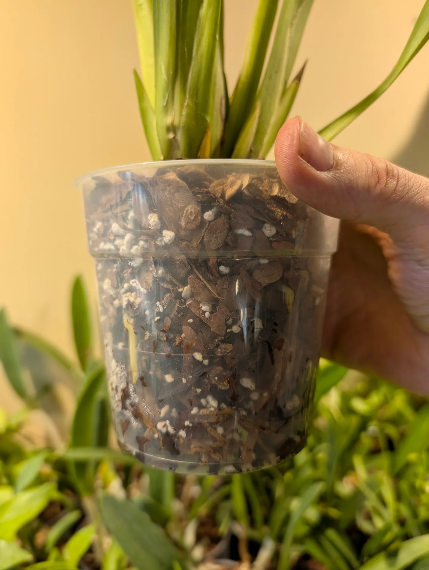 Brassia (Ada) aurantiaca - Image 2