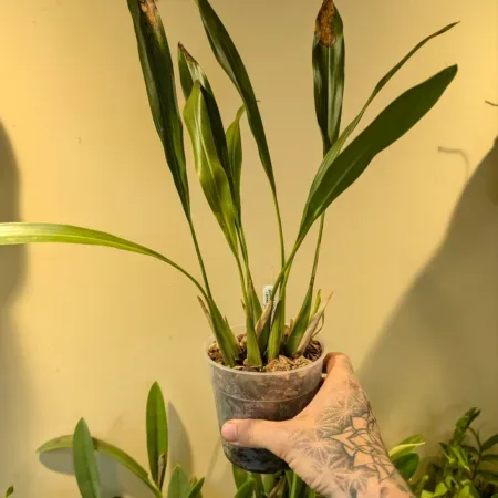 Dendrochilum pangasinanense 'McBean's'