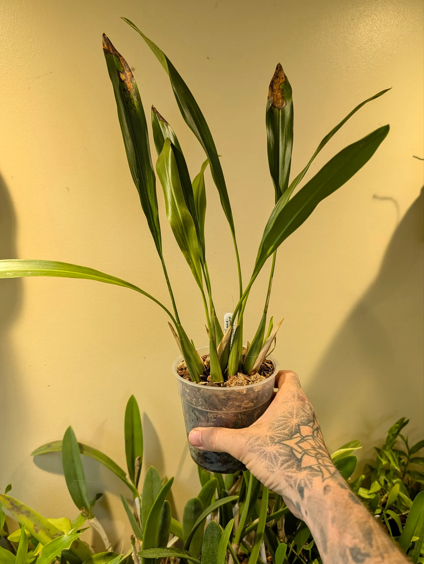 Dendrochilum pangasinanense 'McBean's'