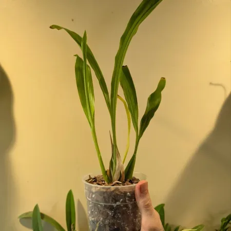 Coelogyne flexuosa