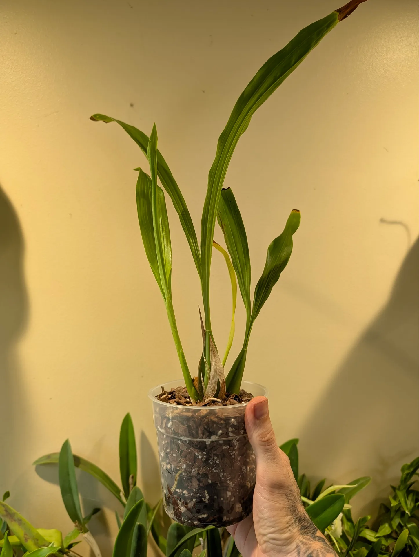 Coelogyne flexuosa