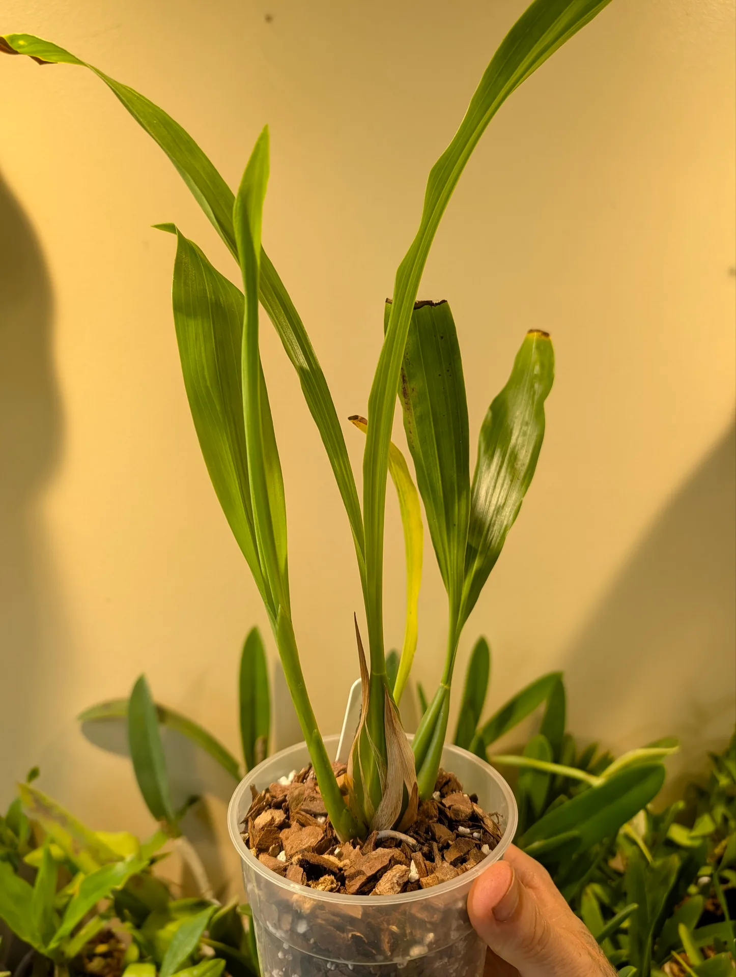 Coelogyne flexuosa - Image 2
