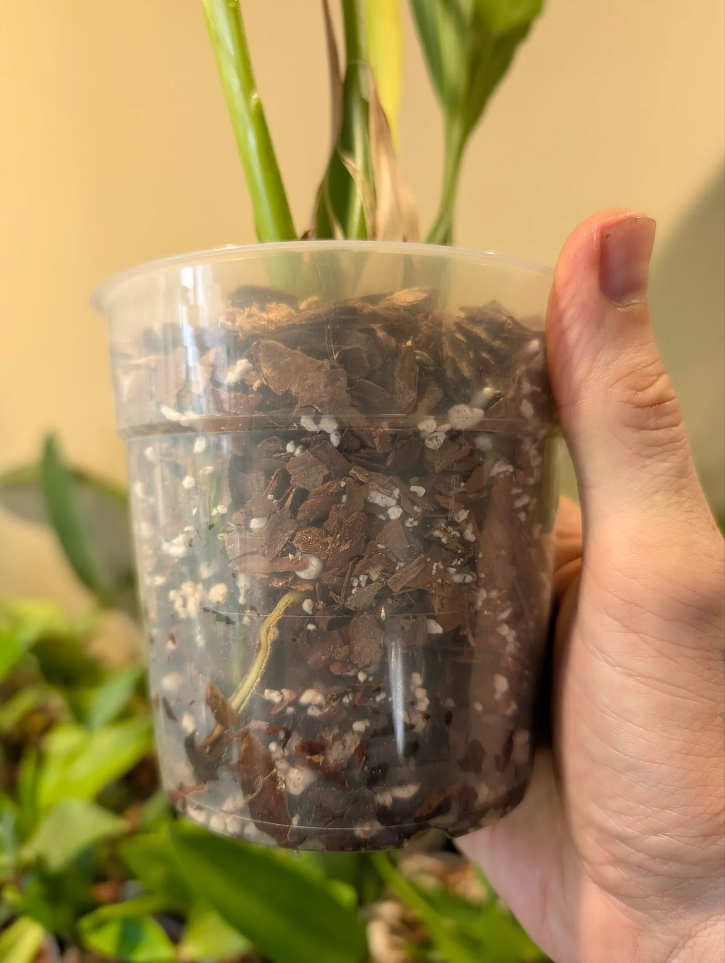 Coelogyne flexuosa - Image 3