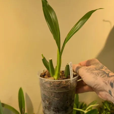 Coelogyne chloroptera