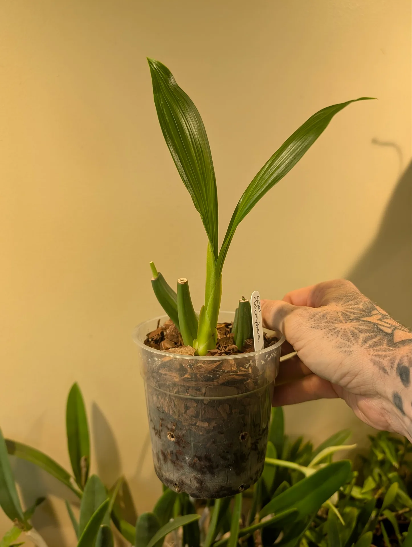 Coelogyne chloroptera