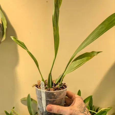 Coelogyne speciosa 'Yellow goblin'