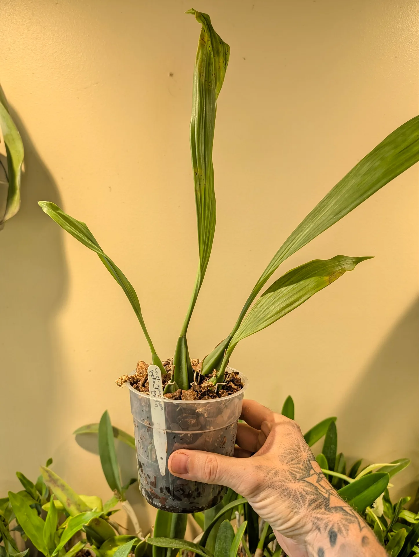 Coelogyne speciosa 'Yellow goblin'