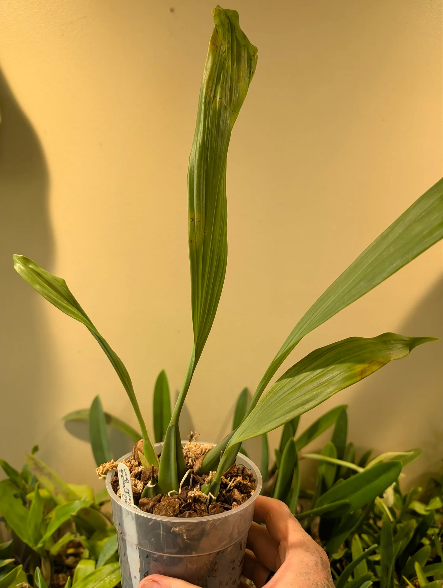 Coelogyne speciosa 'Yellow goblin' - Image 3