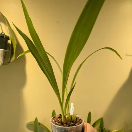 Zygopetalum crinitum