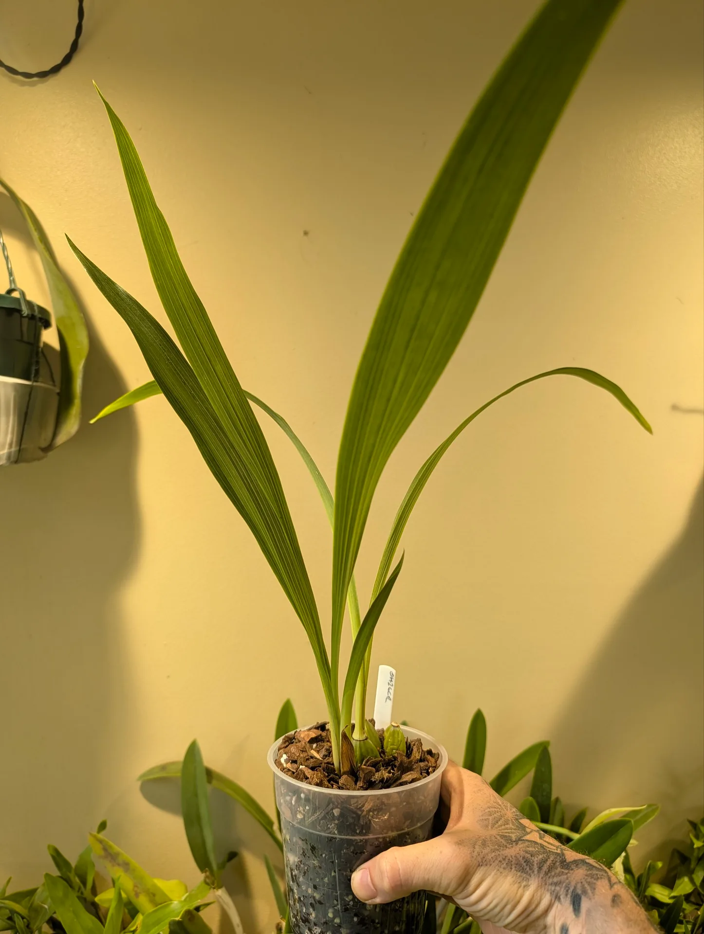 Zygopetalum crinitum