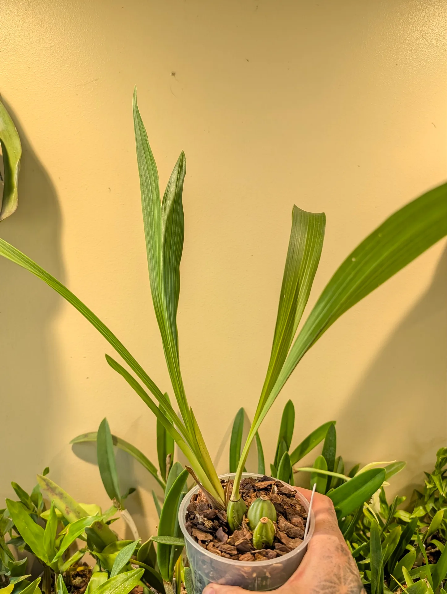 Zygopetalum crinitum - Image 3