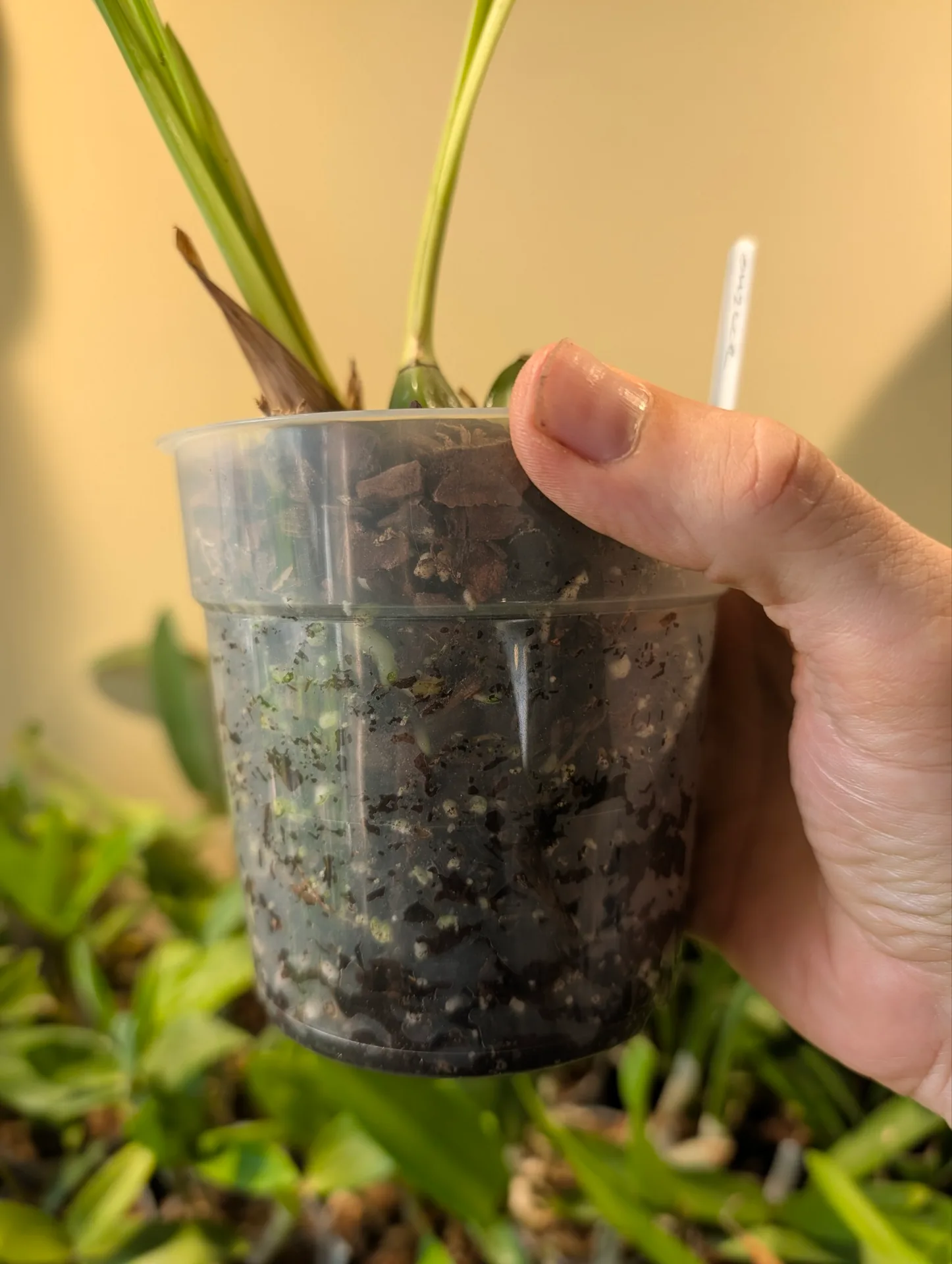 Zygopetalum crinitum - Image 2