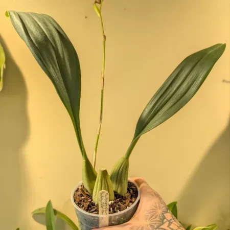 Bulbophyllum Valley Isle Queen