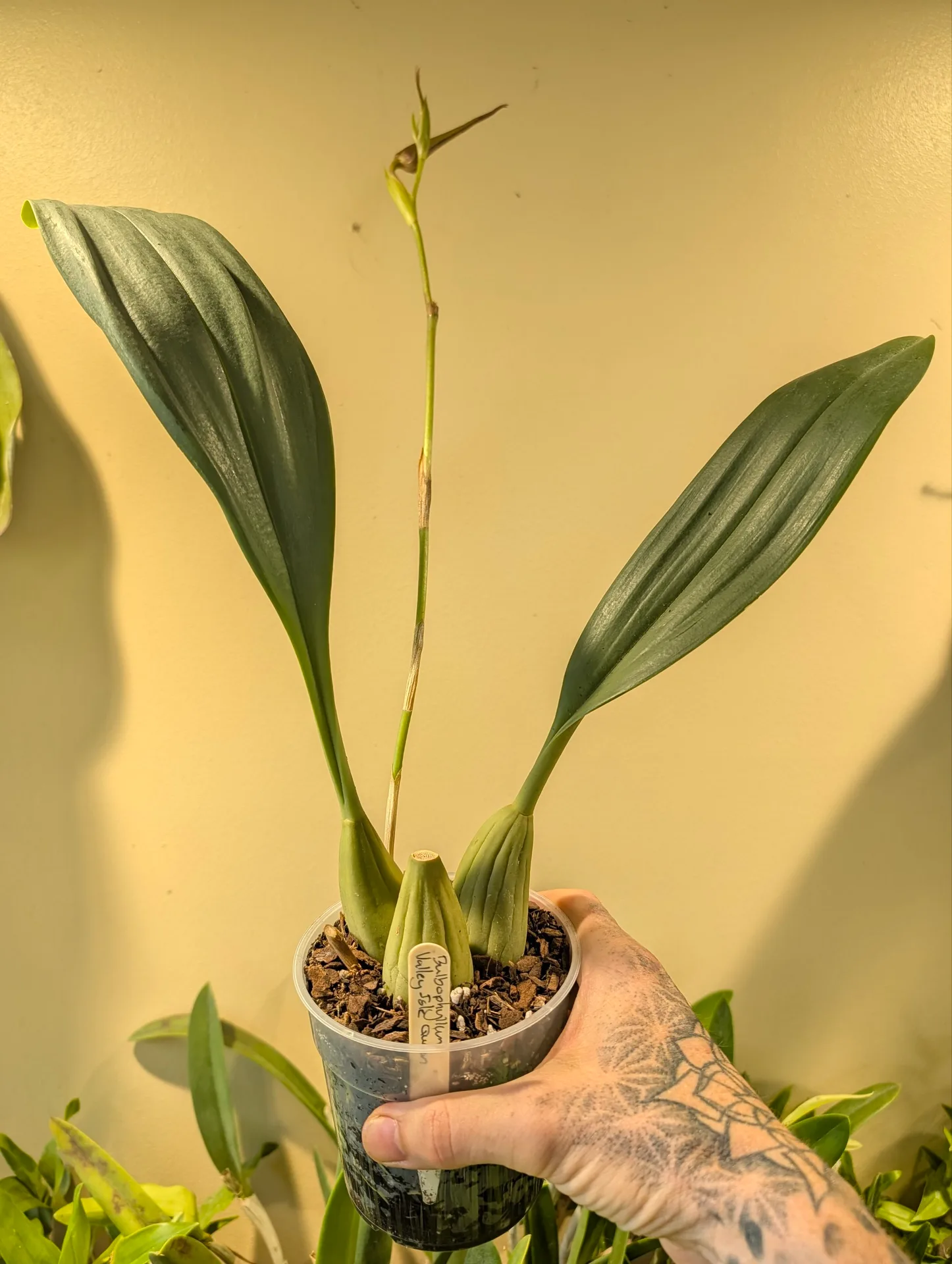Bulbophyllum Valley Isle Queen