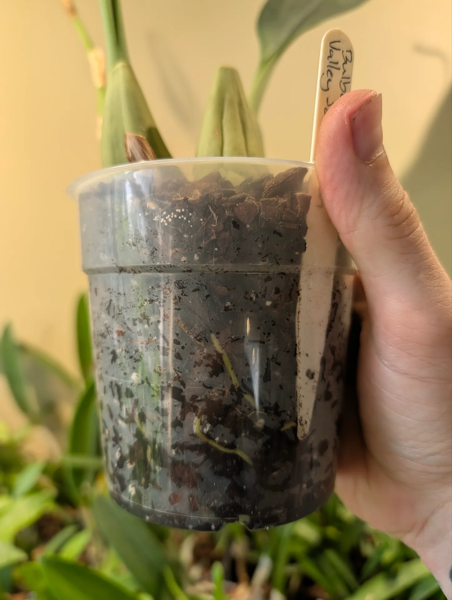 Bulbophyllum Valley Isle Queen - Image 3