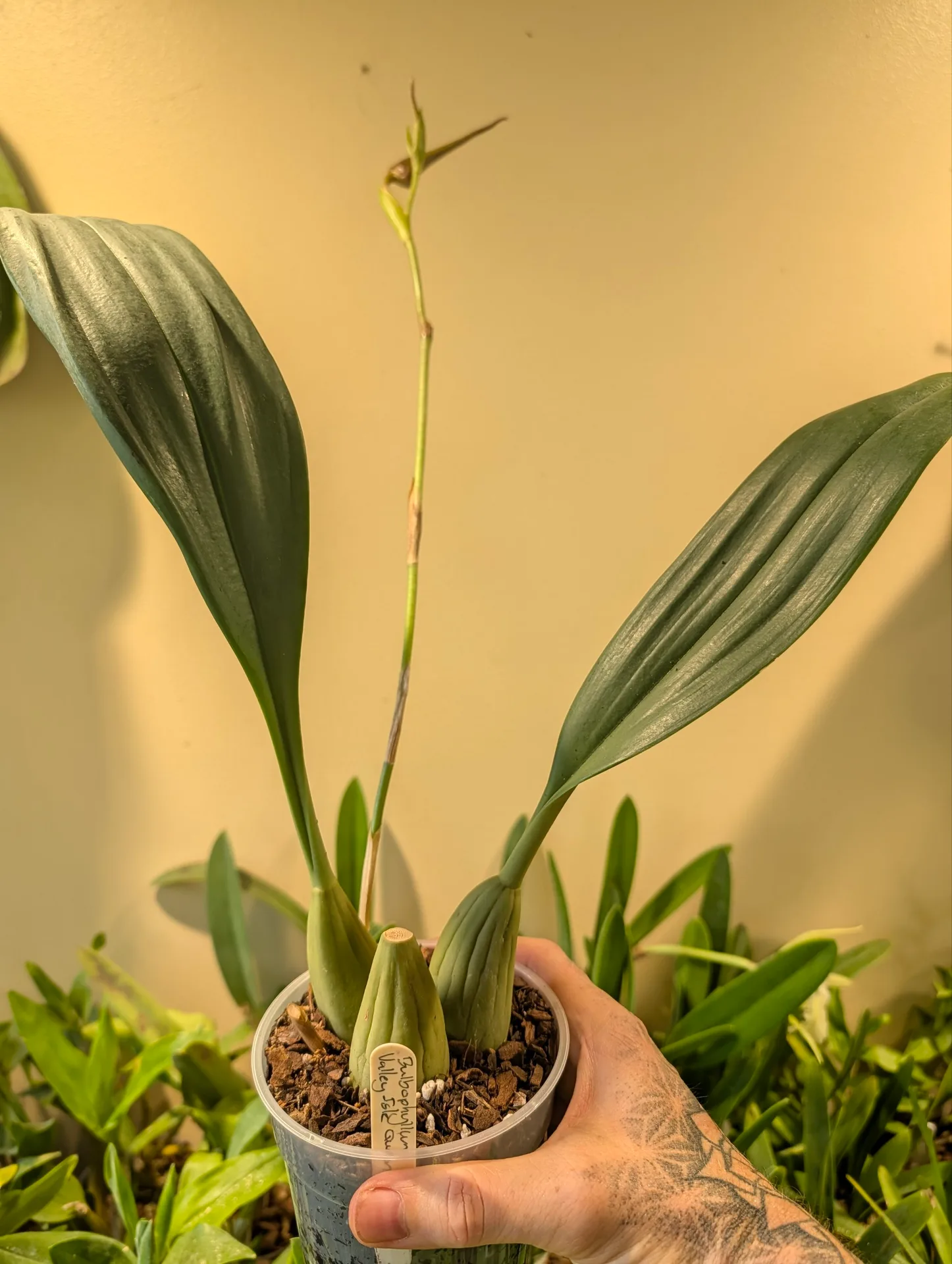 Bulbophyllum Valley Isle Queen - Image 2