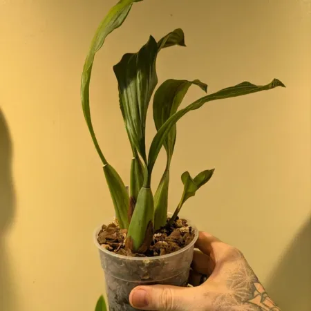 Coelogyne swaniana