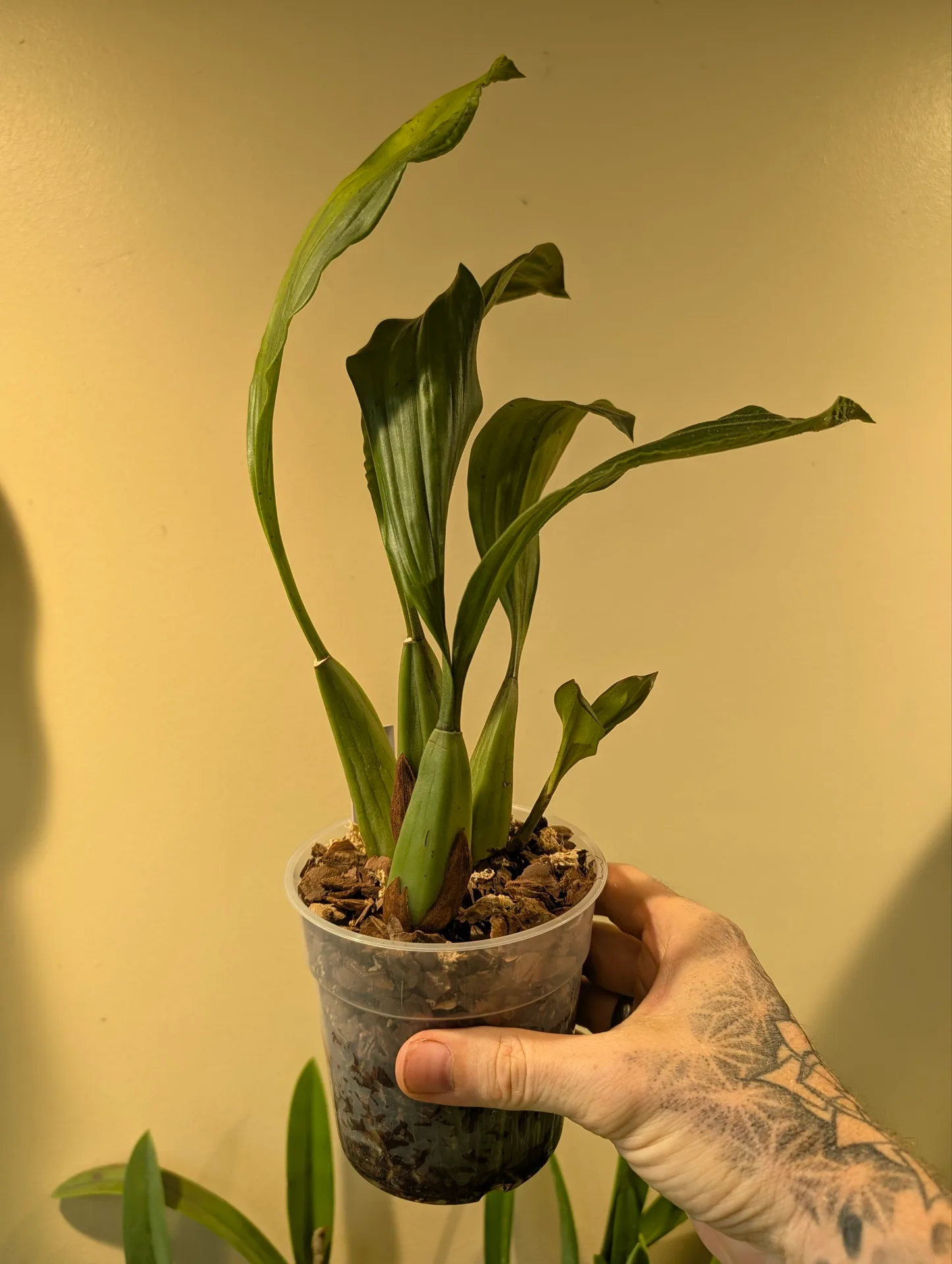 Coelogyne swaniana