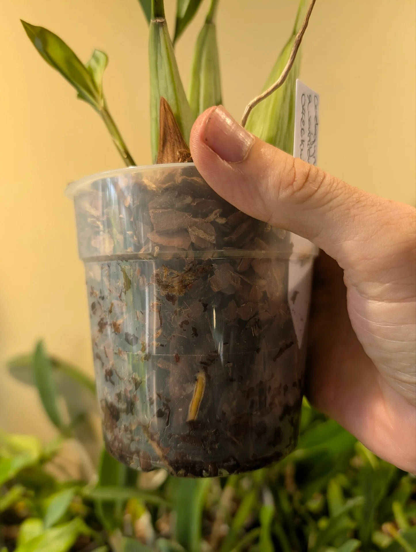 Coelogyne swaniana - Image 2