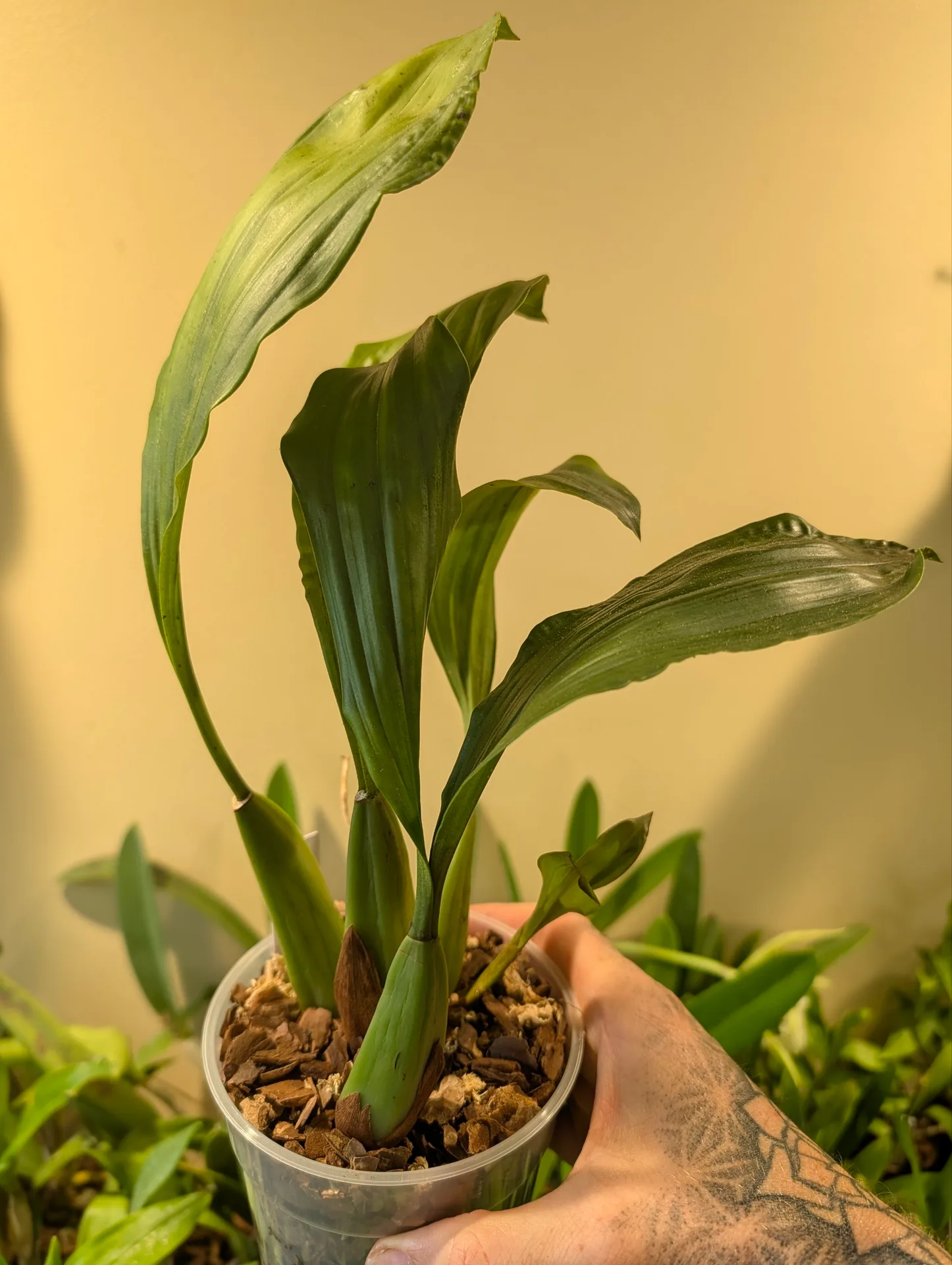 Coelogyne swaniana - Image 3