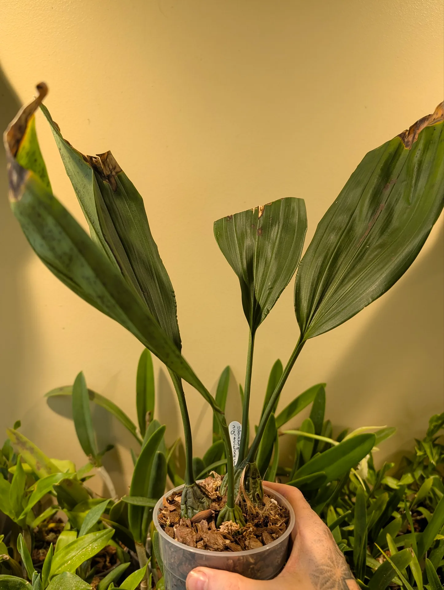 Stanhopea nigroviolacea 12cm Copy - Image 3