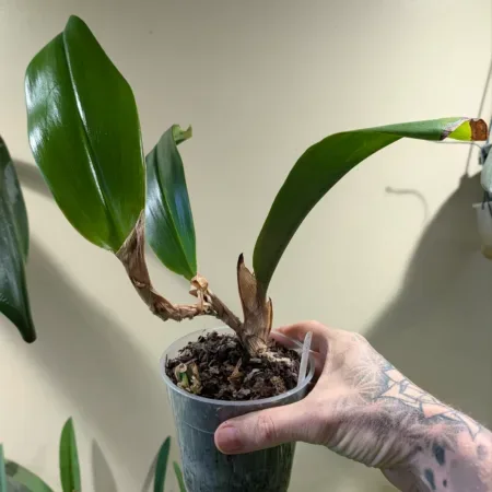 Bulbophyllum foetidum