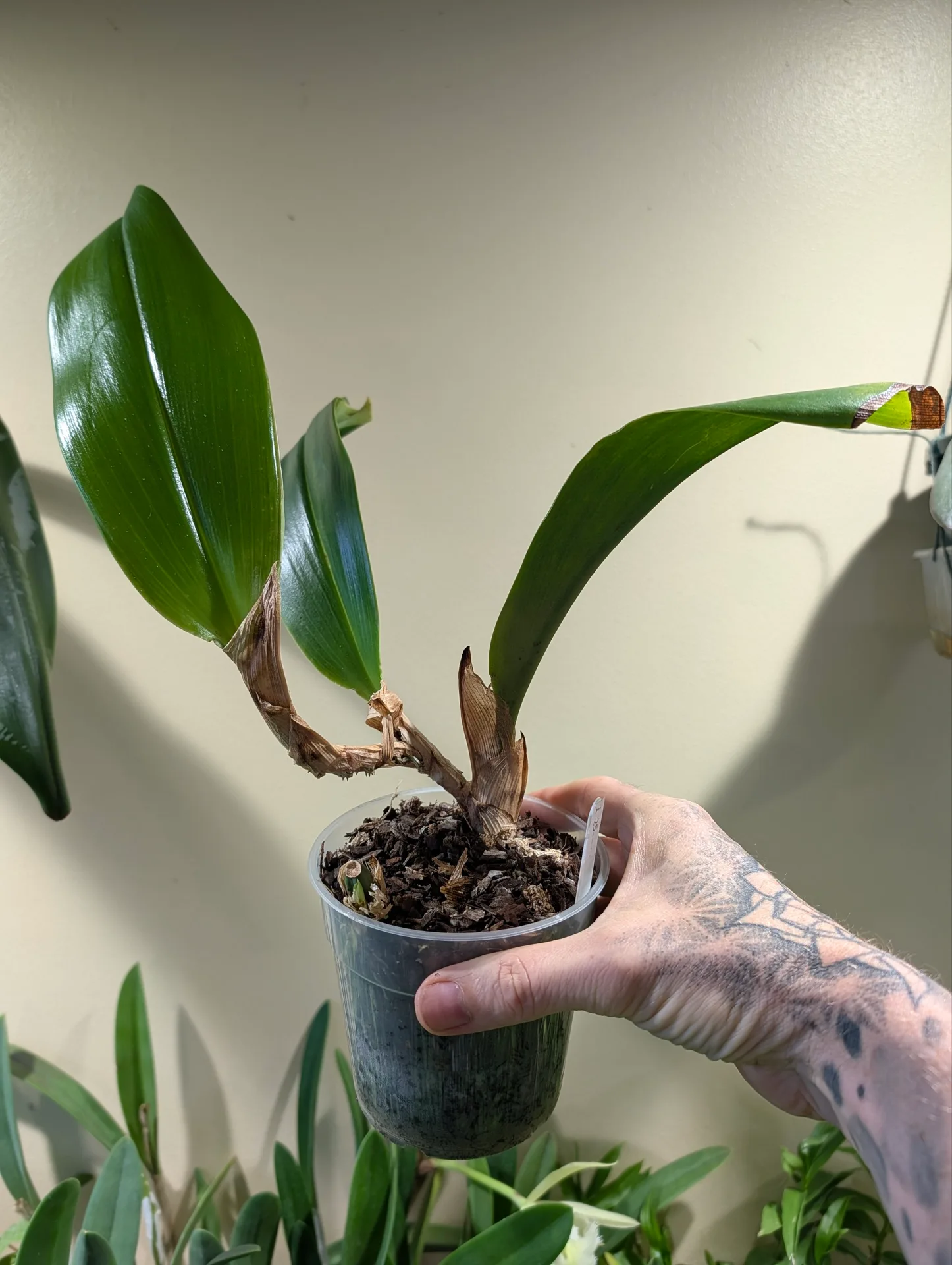 Bulbophyllum foetidum