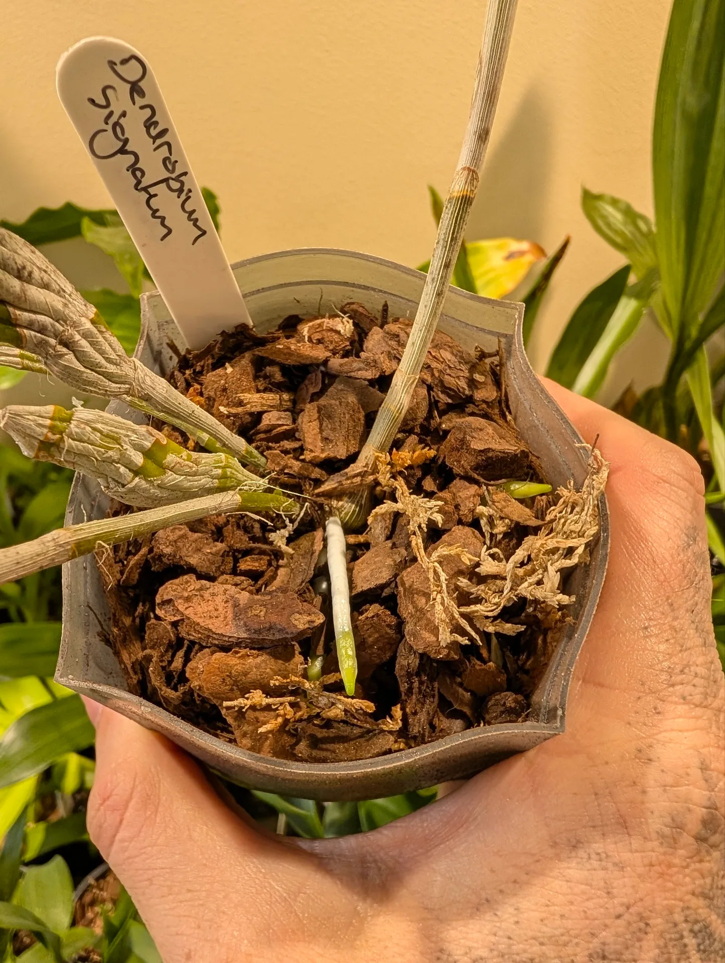 Dendrobium signatum - Image 3