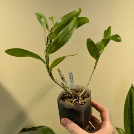 Dendrobium signatum