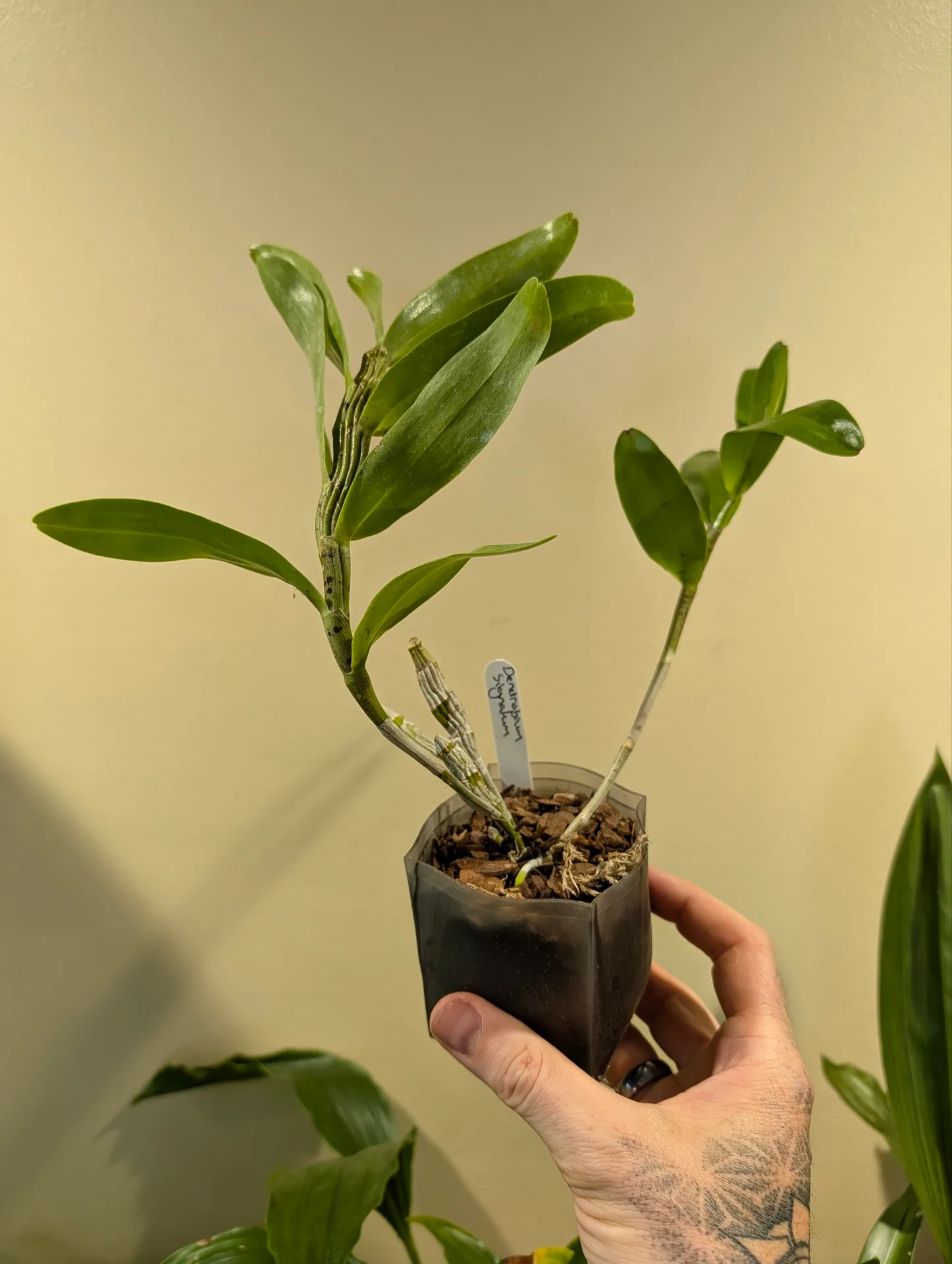 Dendrobium signatum