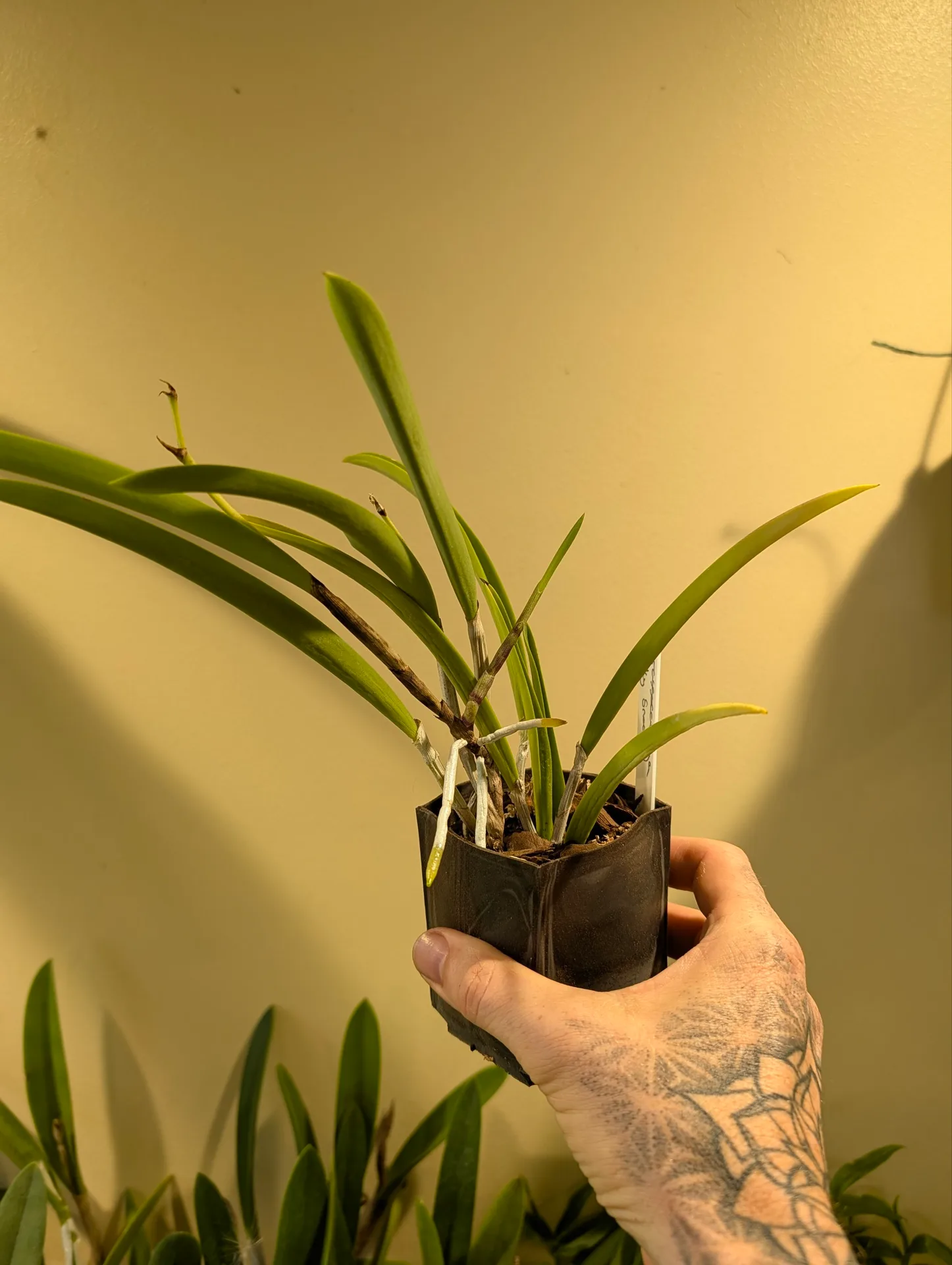 Brassocattleya Pinky Snookie - Image 2