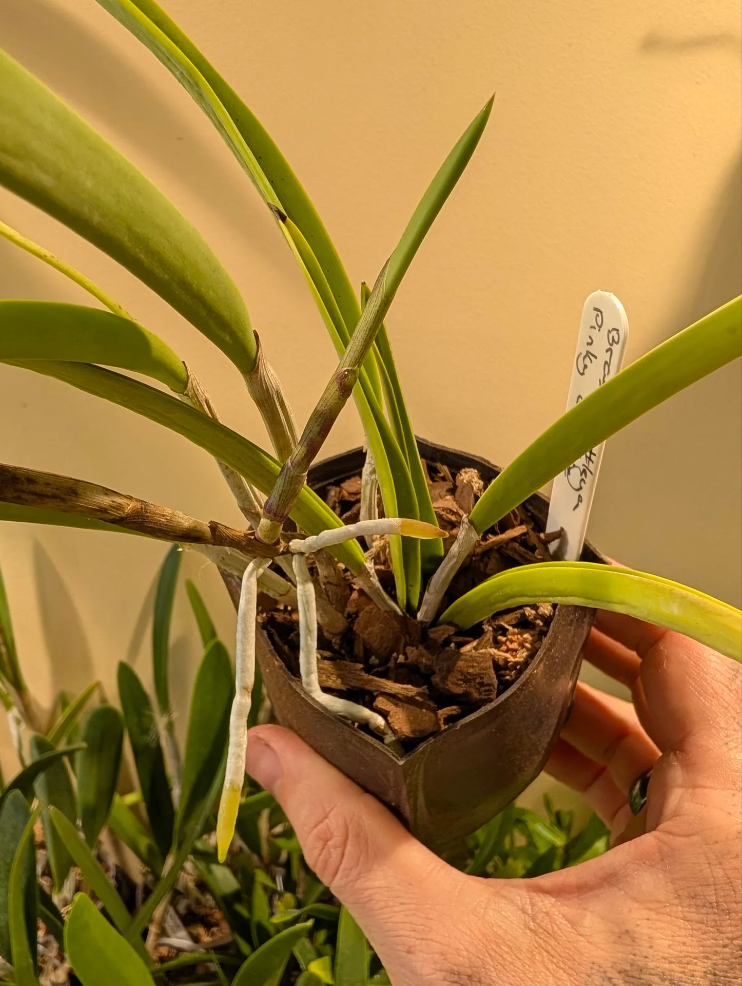 Brassocattleya Pinky Snookie - Image 3
