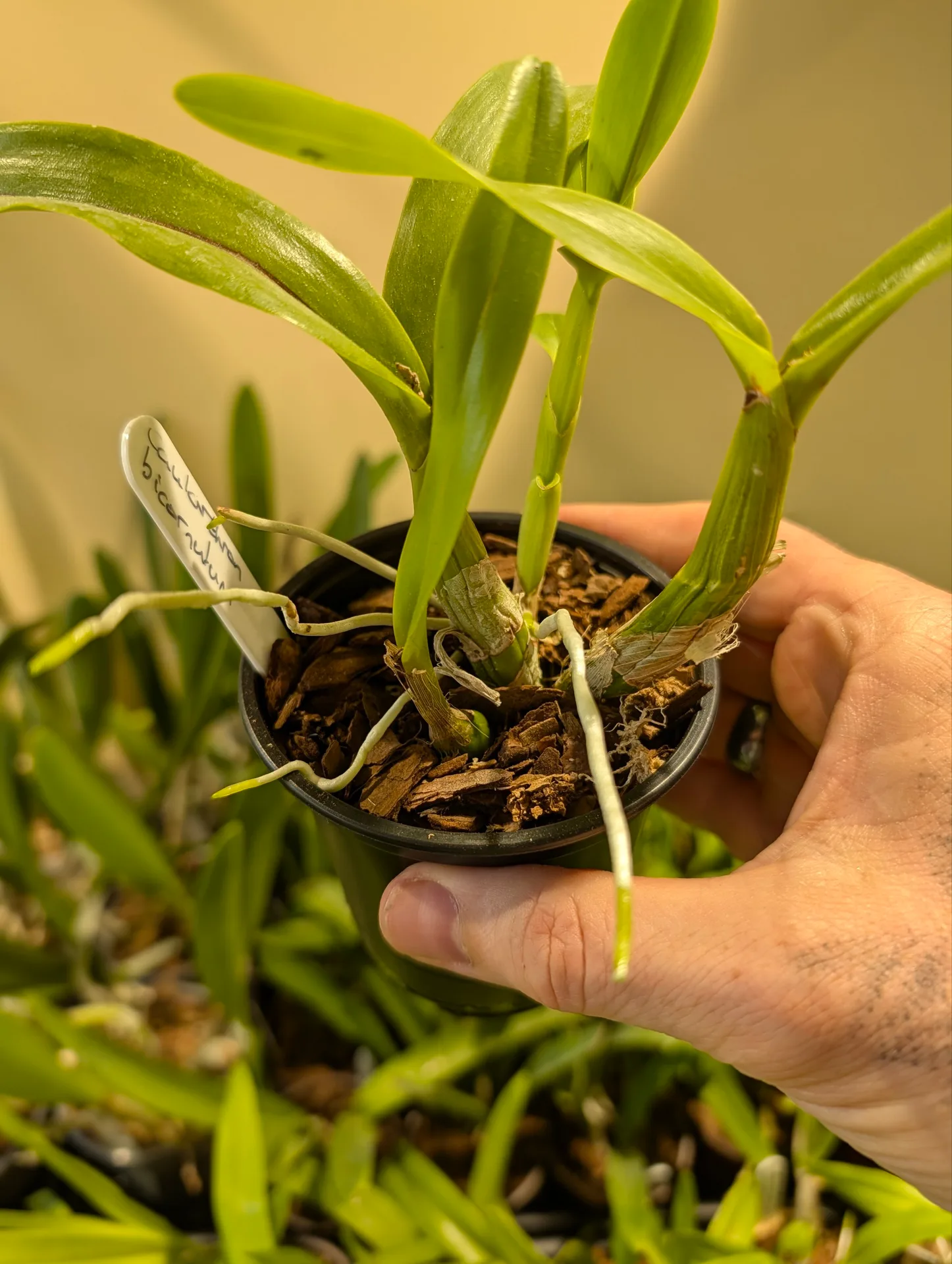 Caularthron bicornutum - Image 3
