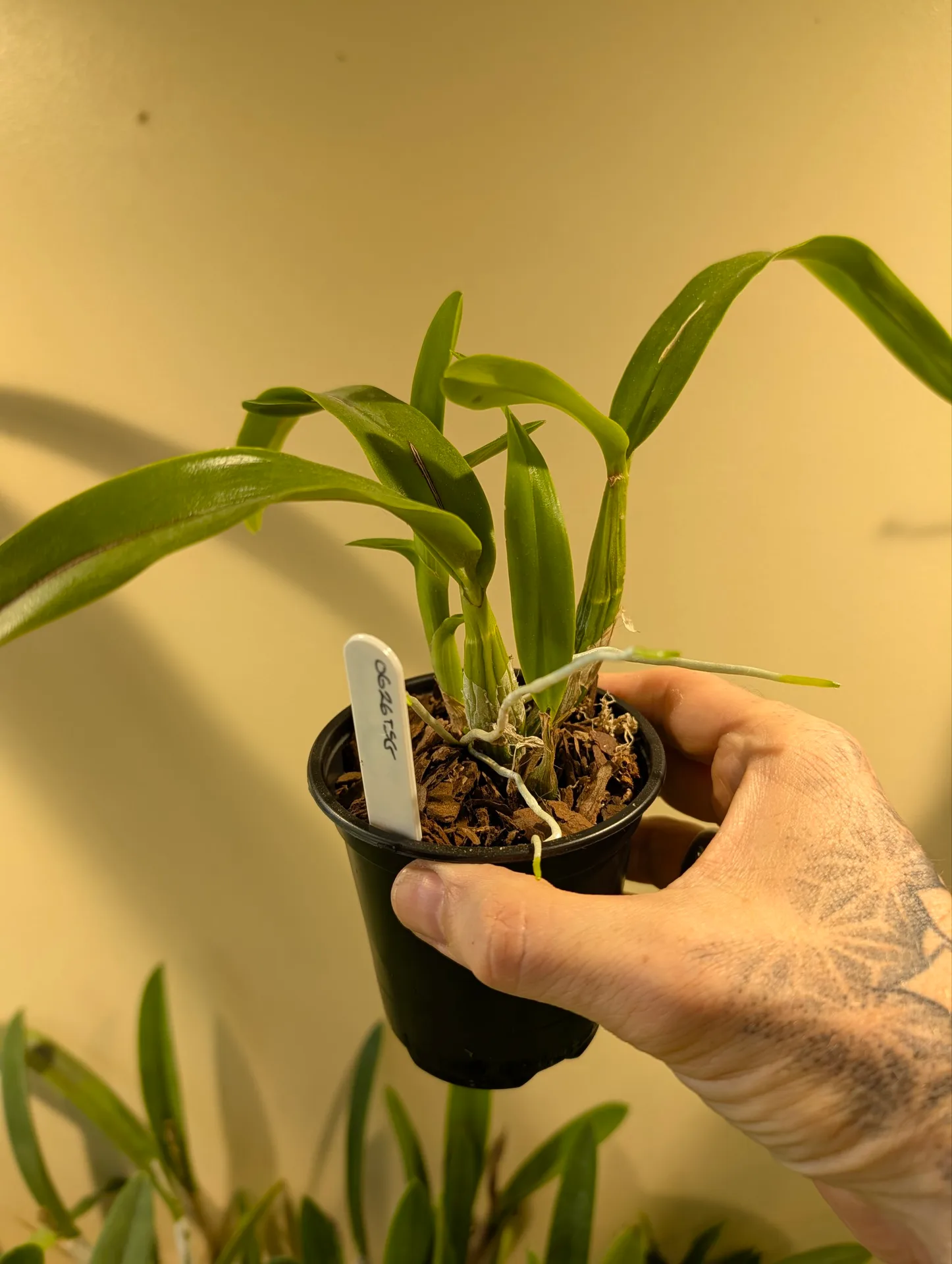 Caularthron bicornutum