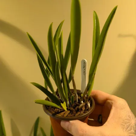 Brassocattleya Air Mososa