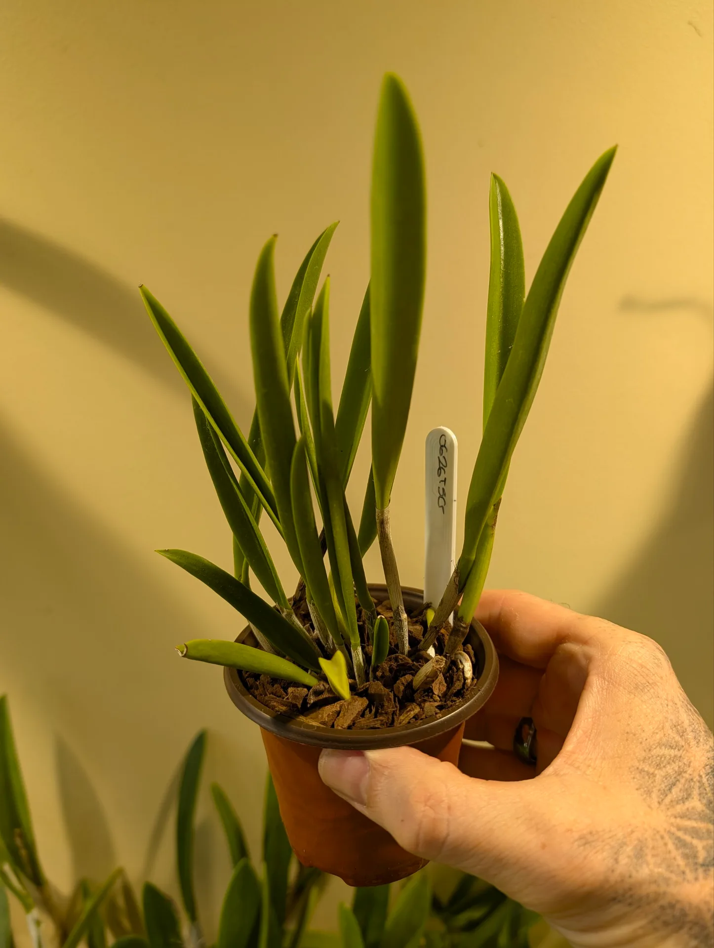 Brassocattleya Air Mososa