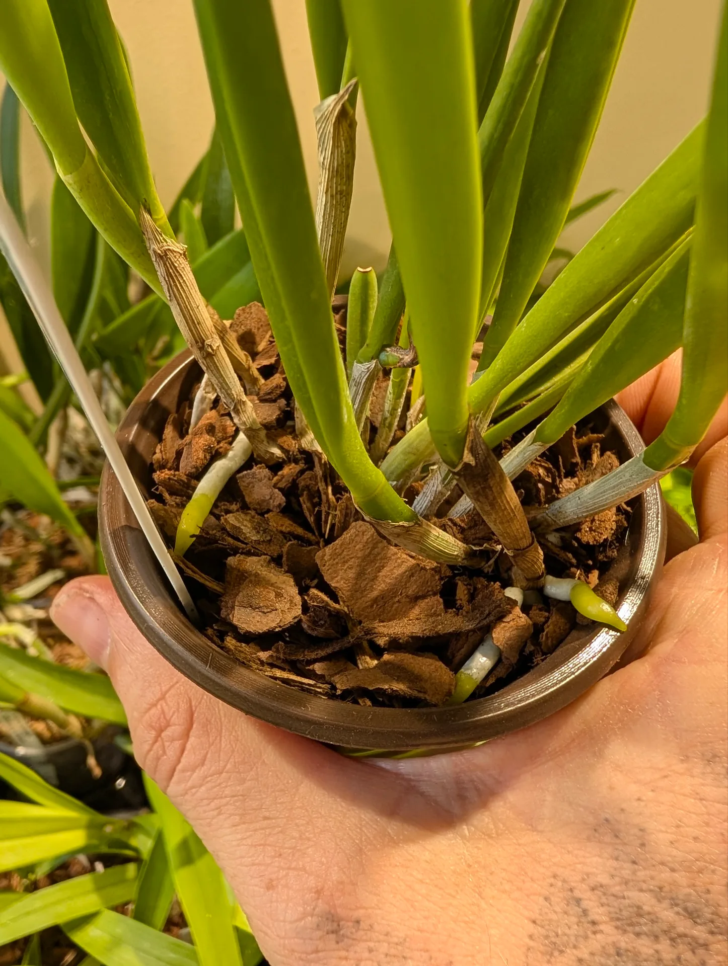 Brassocattleya Air Mososa - Image 2