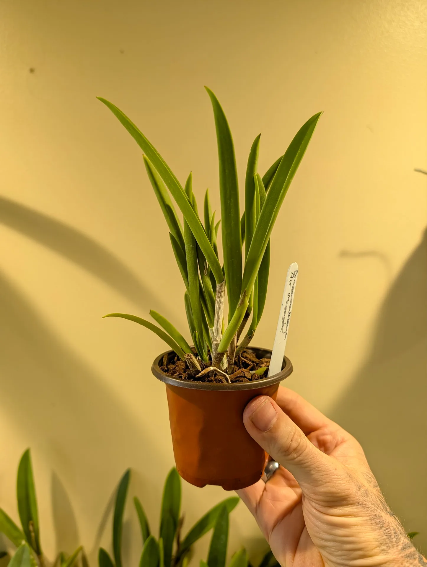 Brassocattleya Air Mososa - Image 3