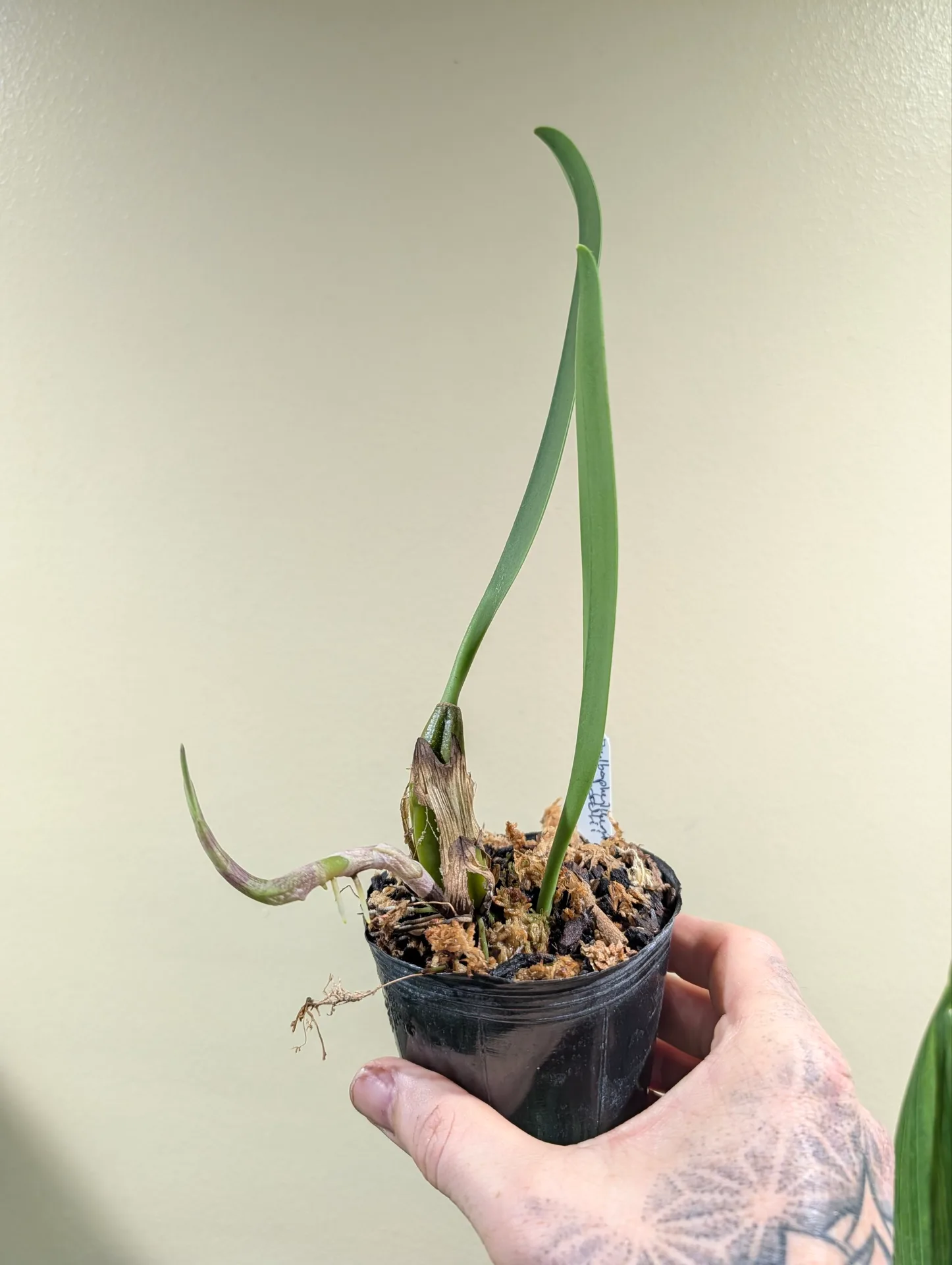 Bulbophyllum eberhardtii - Image 3