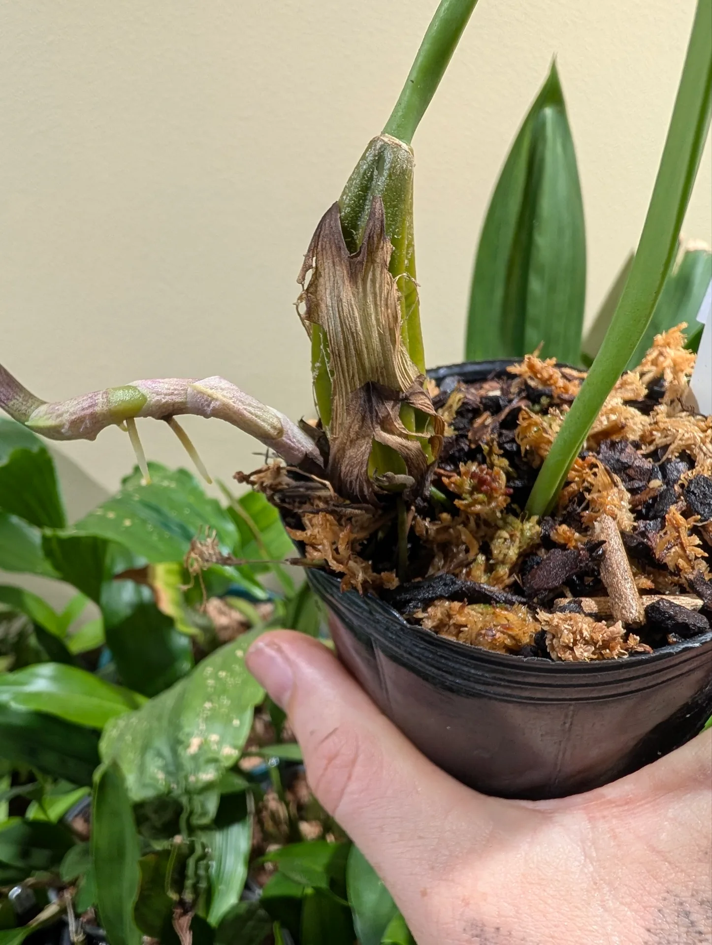 Bulbophyllum eberhardtii - Image 2