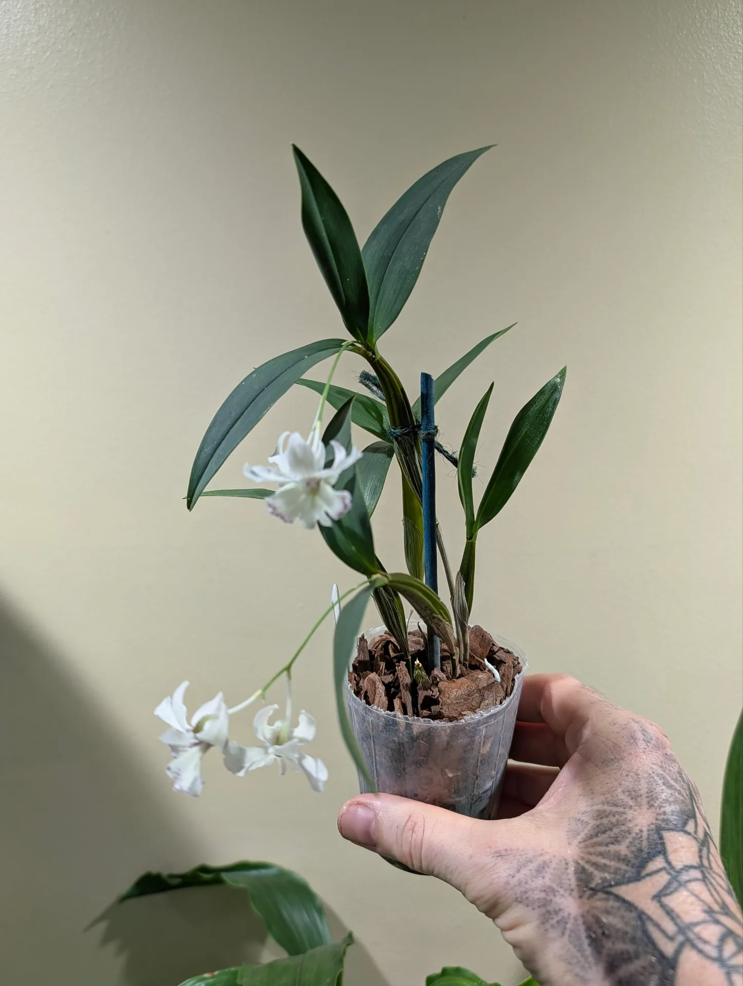 Dendrobium aberrans x rhodostictum - Image 3
