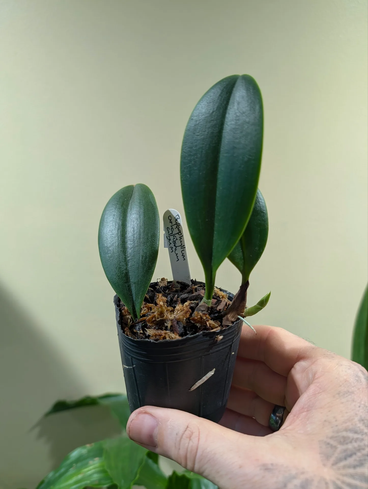 Bulbophyllum arfakianum album - Image 2