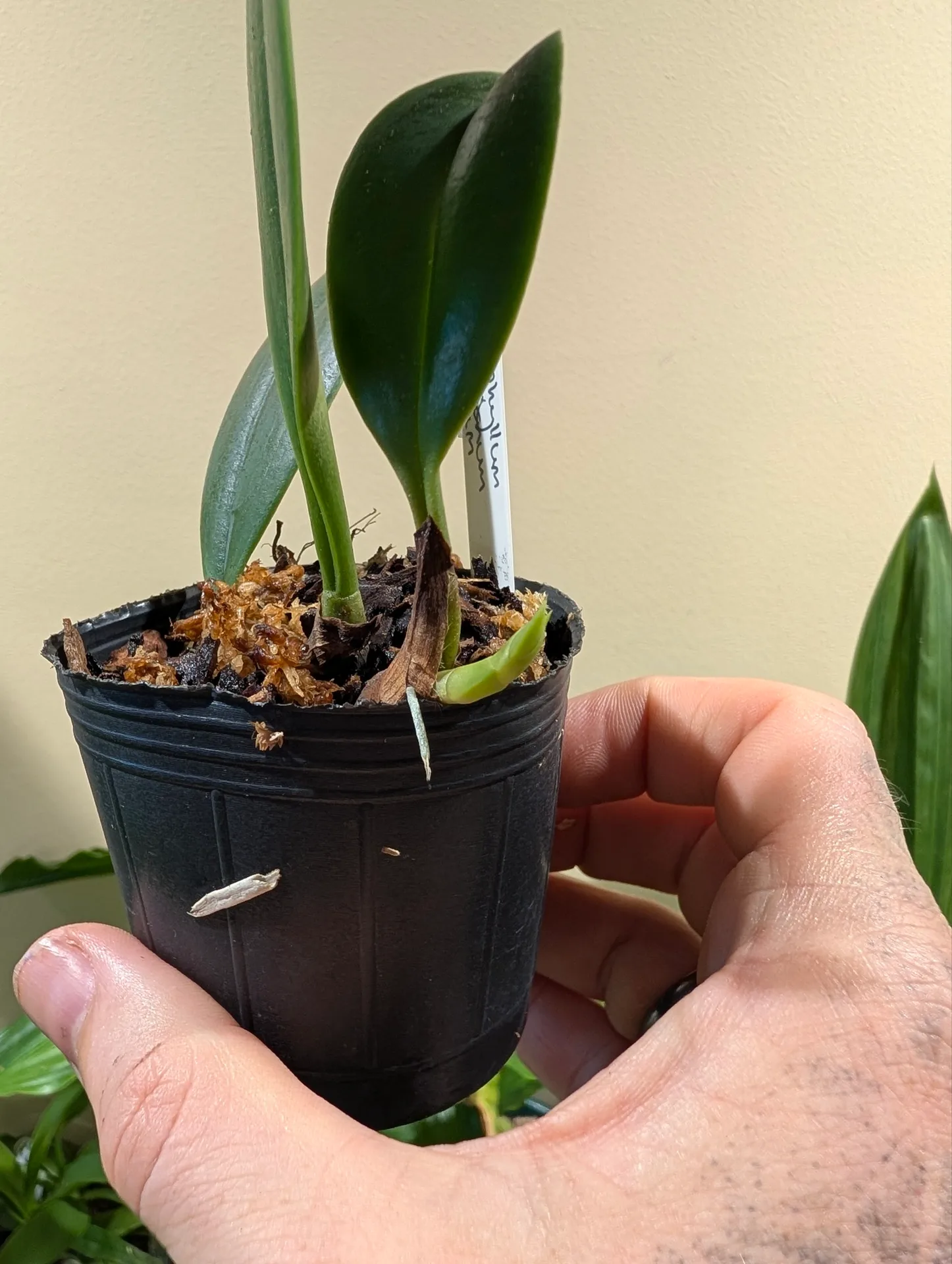 Bulbophyllum arfakianum album - Image 3