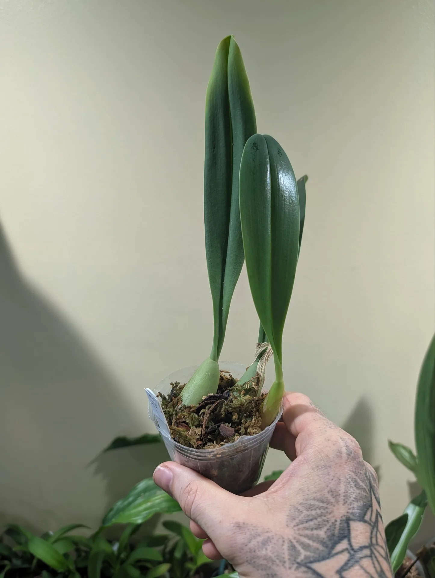 Bulbophyllum Jersey - Image 4